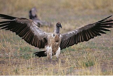 《战神：诸神黄昏》幕后系列第六集 用声音讲述故事